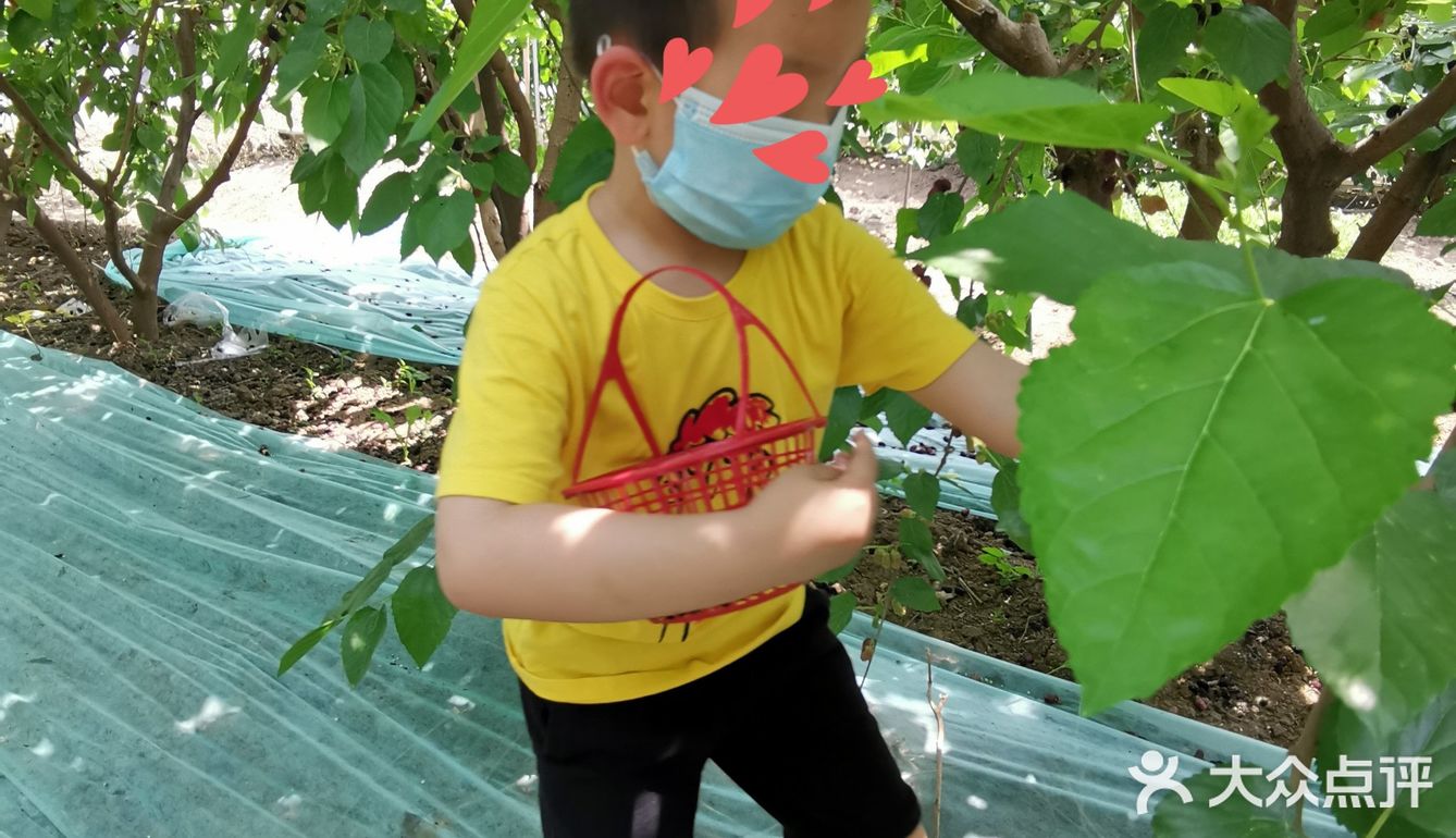 偶然的看见小区微信群有人推荐桑葚采摘，于是电话联系桑