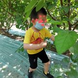 偶然的看见小区微信群有人推荐桑葚采摘，于是电话联系桑