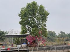 -荔枝红五号农庄