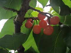 -樱桃山旅游景区