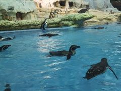 -帝企鹅自助餐厅•儿童岛•真企鹅(长隆企鹅酒店)