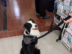 -宠物星动物医院·眼科·异宠·猫科(江南大道总院)