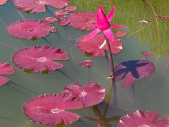 -国家植物园南园