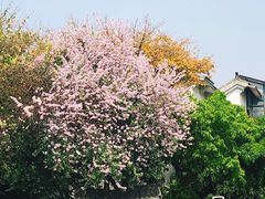 -神仙树公园