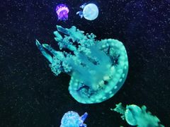 -欢乐海岸海洋奇梦馆