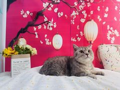 -爱洗澡的猫(望京店)