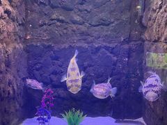 -梦幻海洋王国(吾悦广场张家港店)