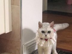 -喵zoo家庭繁育猫舍(尖东智能花园店)