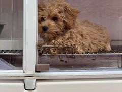 -翊宠yipet猫狗购宠庄园犬舍•猫舍