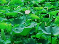 -莲花池公园