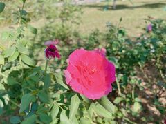 -东莞植物园
