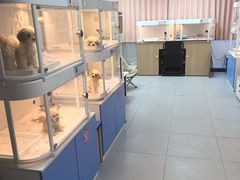 -翊宠yipet猫狗购宠庄园犬舍•猫舍