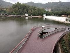 -银湖山郊野公园-相思林