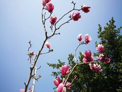-天适樱花悠乐园