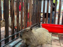-上海野生动物园老虎餐厅