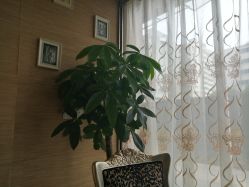 -成都伊贝丝美容美胸SPA会所