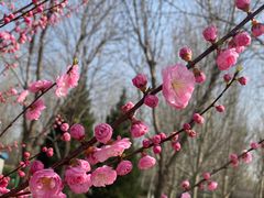 -永定河休闲森林公园