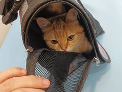 -萌兽医馆·犬猫专科·眼科中心·宠物医院(朝阳门分院)