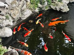 -鲤院·新中式美学·庭院餐厅(夫子庙店)