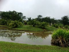 -西双版纳原始森林公园