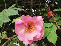 -鹅湖玫瑰文化园