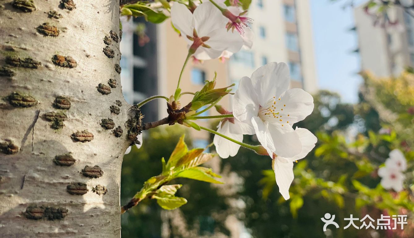 又是一年樱花季🌸
