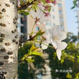 又是一年樱花季🌸