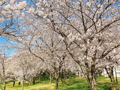 -苏州上方山国家森林公园
