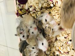 -钓仓鼠(洋桥北里小区店)