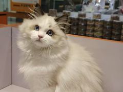 -三花喵·撸猫购宠·宠物生活馆(虹桥南丰城店)
