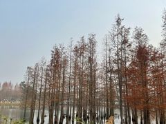 -白鹭湾湿地公园