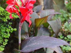 -陆家嘴中心绿地