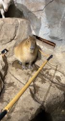 点击看大图 -Zoolung Zoolung动物主题公园(海信广场店)