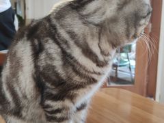 -有猫主题·治愈系猫咖(曾厝垵店)