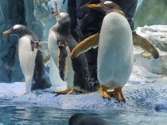 -帝企鹅自助餐厅•儿童岛•真企鹅(长隆企鹅酒店)