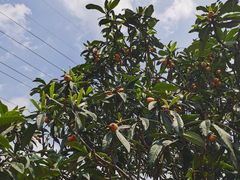 -塘栖枇杷特色园区