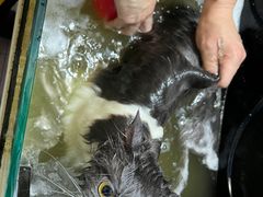 -猫宠乐园·专业洗护