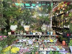 -溪岸路花鸟市场