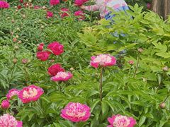-莲花池公园