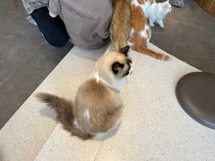 -飞行喵MR PILOT|猫舍·猫咖(静安大融城店)