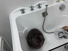 -爱洗澡的猫(天河路店)