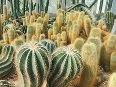 -深圳仙湖植物园