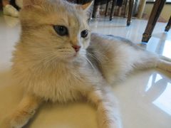 -猫咪咖啡店(新城大街店)