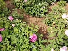 -洛阳市隋唐城遗址植物园
