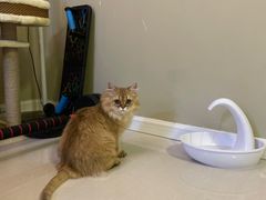 -momokira米努特·德文卷毛猫·棉花面纱犬