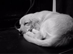 iphone_upload_pic-Strawberry Butterfly草莓蝴蝶日式水果挞