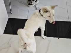 -艾吉宠物医院·疑难杂症转诊中心·猫友好(碧江路院)