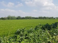 -丫丫蟹庄·苏式园林农家乐·阳澄湖大闸蟹(阳澄湖莲花岛店)