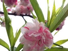 iphone_upload_pic-南汇桃花村
