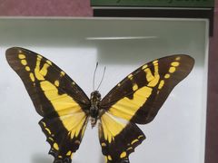 -上海昆虫博物馆